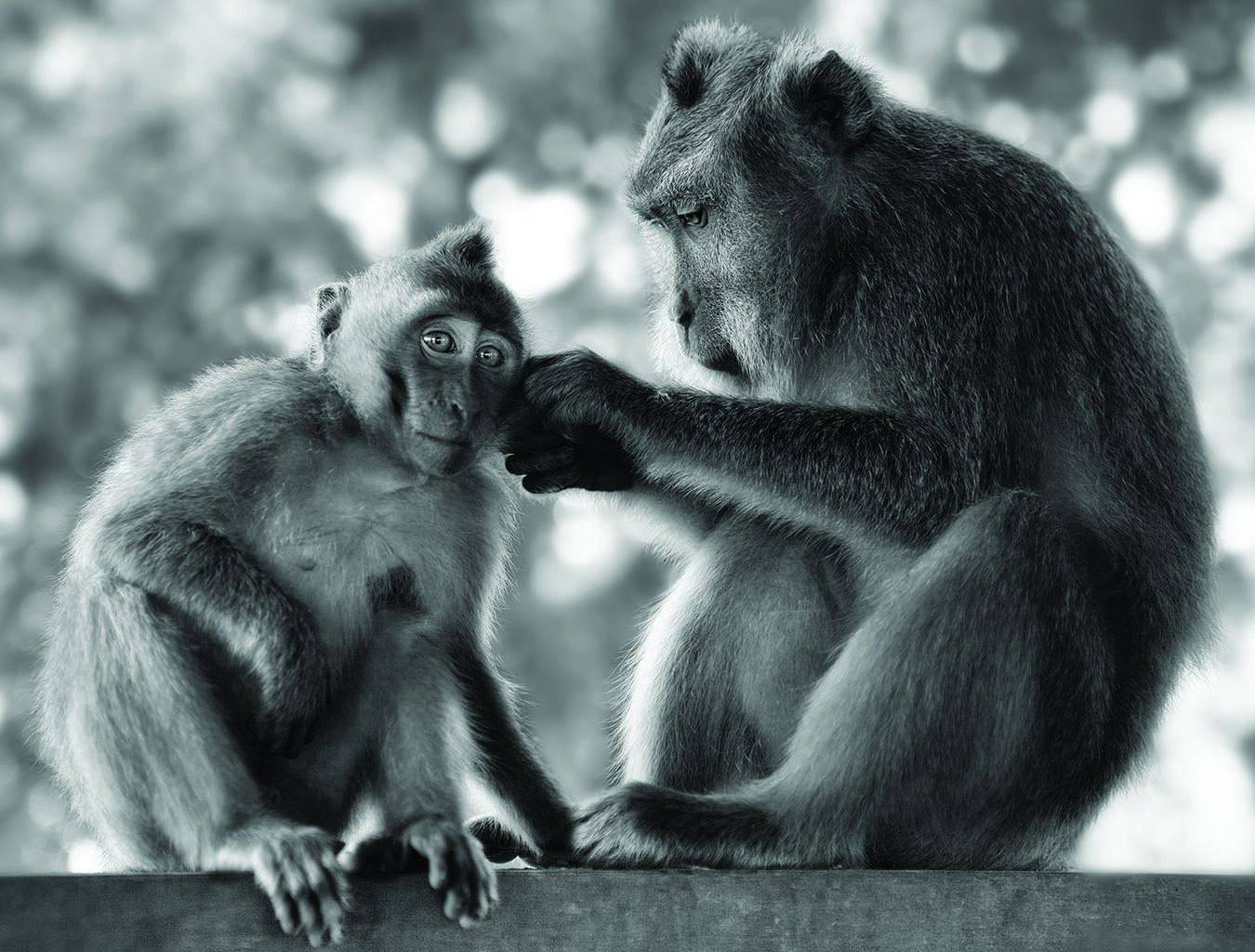 G Editions : Lennette Newell : Primates : A Kinship with All Creatures