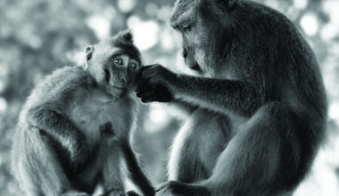 G Editions : Lennette Newell : Primates : A Kinship with All Creatures