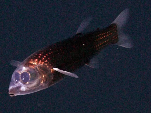 Journey Deep Beneath The Atlantic Yields Haunting First-Ever Footage of Rare Barreleye Fish