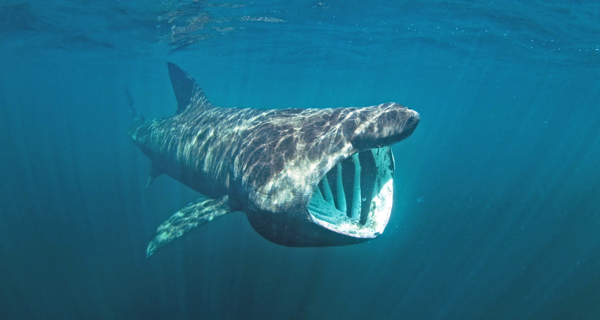 Basking shark's scales could inspire flexible materials