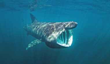 Basking shark's scales could inspire flexible materials