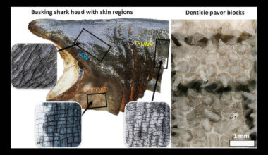 Why basking sharks have the strangest skin in the ocean