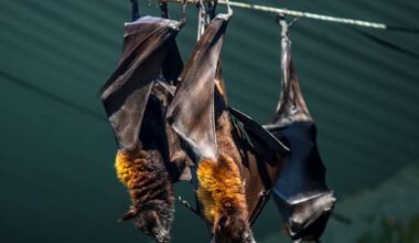 Canadian boy, 11, dies of rabies after waking to bat on his face