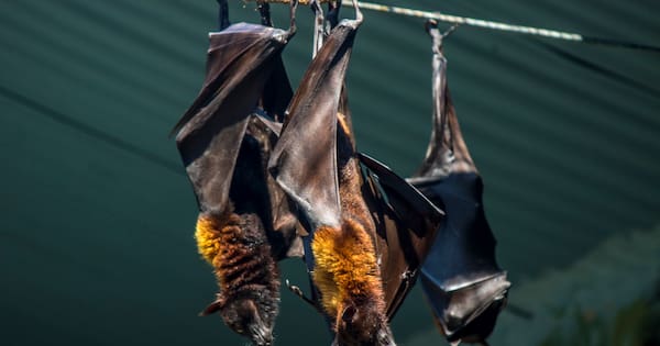 Canadian boy, 11, dies of rabies after waking to bat on his face