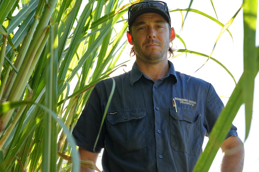 man in cane field