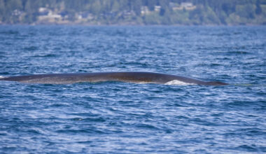 ‘Unbelievable’ 70-foot long fin whale spotted off Vancouver Island