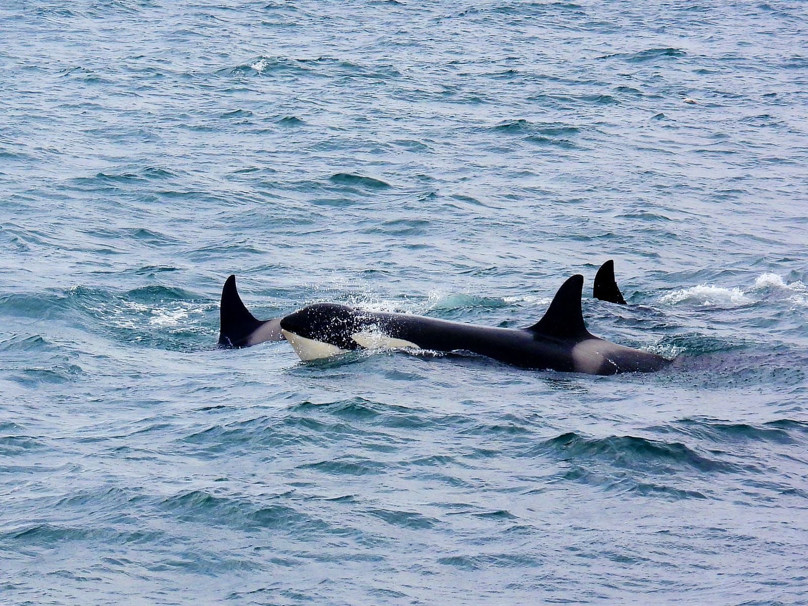 beluga whale pod arctic
