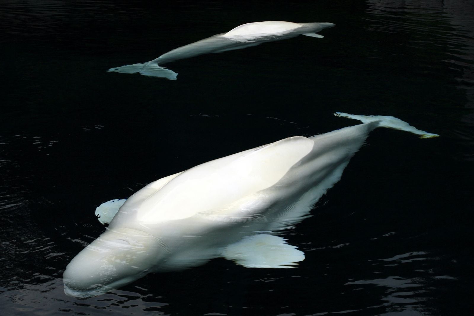 beluga whale under ice