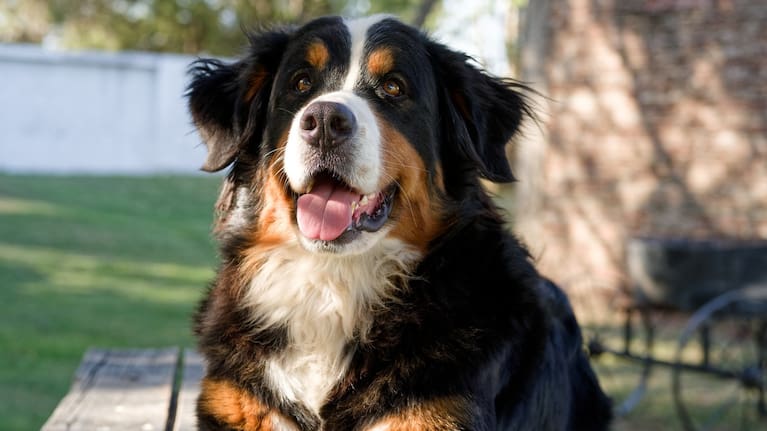 Bernese mountain dog looking at the camera (File image).