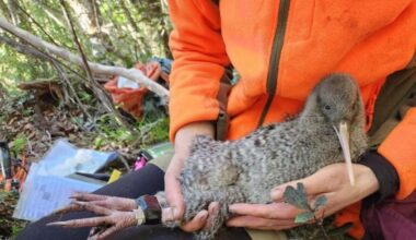 17 kiwi returned to Haast sanctuary