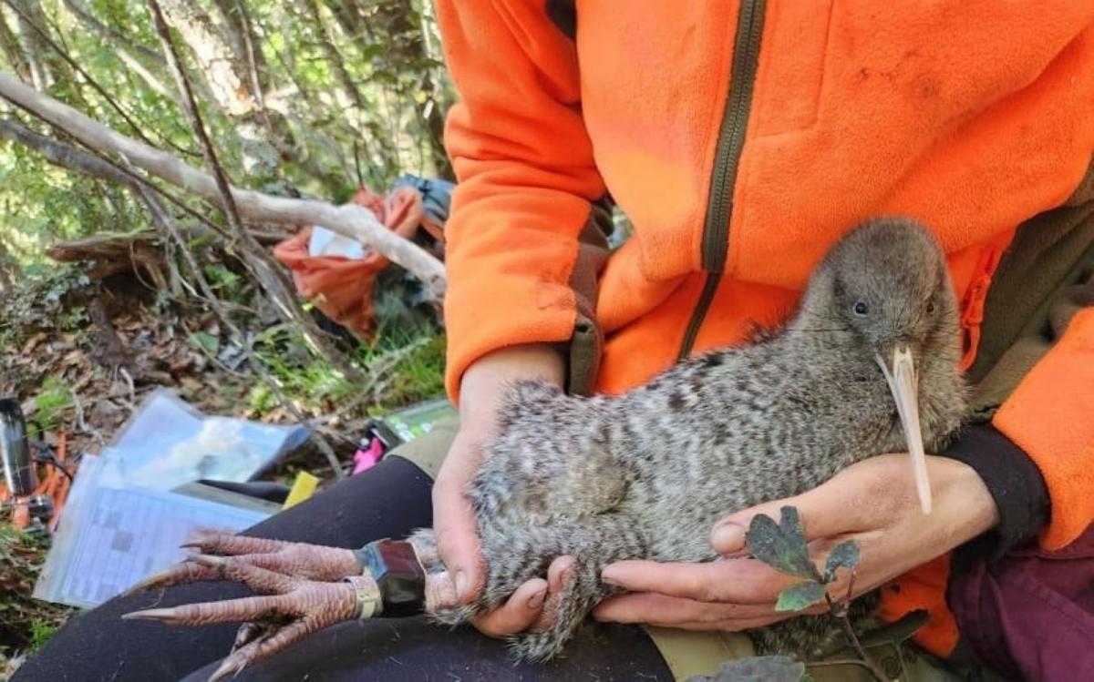 17 kiwi returned to Haast sanctuary