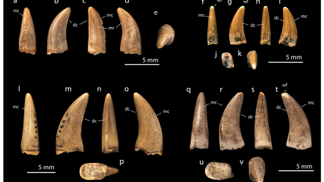 atchling T. rex teeth, late Maastrichtian Lance Formation, Wyoming. (a–e) YPM 55604, premaxillary tooth in (a) anterior, (b) lateral, (c) posterior, (d) medial, and (e) apical views. (f–k) YPM 55564, lateral tooth in (f) anterior, (g) lateral, (h) posterior, (i) medial, (j) basal views and (k) ventral views. (l–p) YPM 54474, lateral tooth in (l) anterior, (m) medial, (n) posterior, (o) lateral, and (p) basal views. YPM 55551, lateral tooth in (q) anterior, (r) medial, (s) posterior, (t) lateral, (u) basal and (v) apical views. Abbreviations: dc, distal carina; mc, mesial carina; mr, mesial ridge; wf, wear facet.