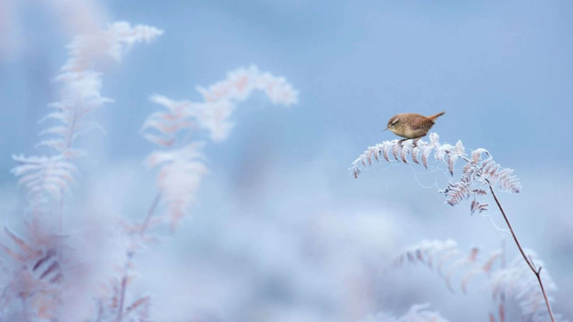 Birds living in temperate regions used faster and more complex whistles and trills.<br>