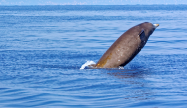 In 2020 scientists tracking a beaked whale logged a dive that seemed physically impossible: 3 hours and 42 minutes underwater on a single lungful of air, by far the longest dive ever recorded in any mammal on Earth