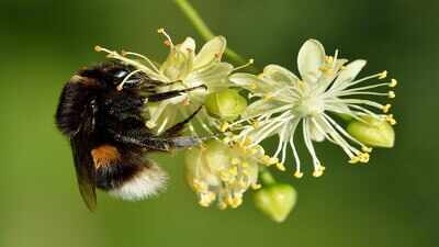 Heavy traffic turns flower-rich road verges into bumblebee traps, and in southern Sweden, scientists found dead bees outnumbered live ones at about 4,000 vehicles a day
