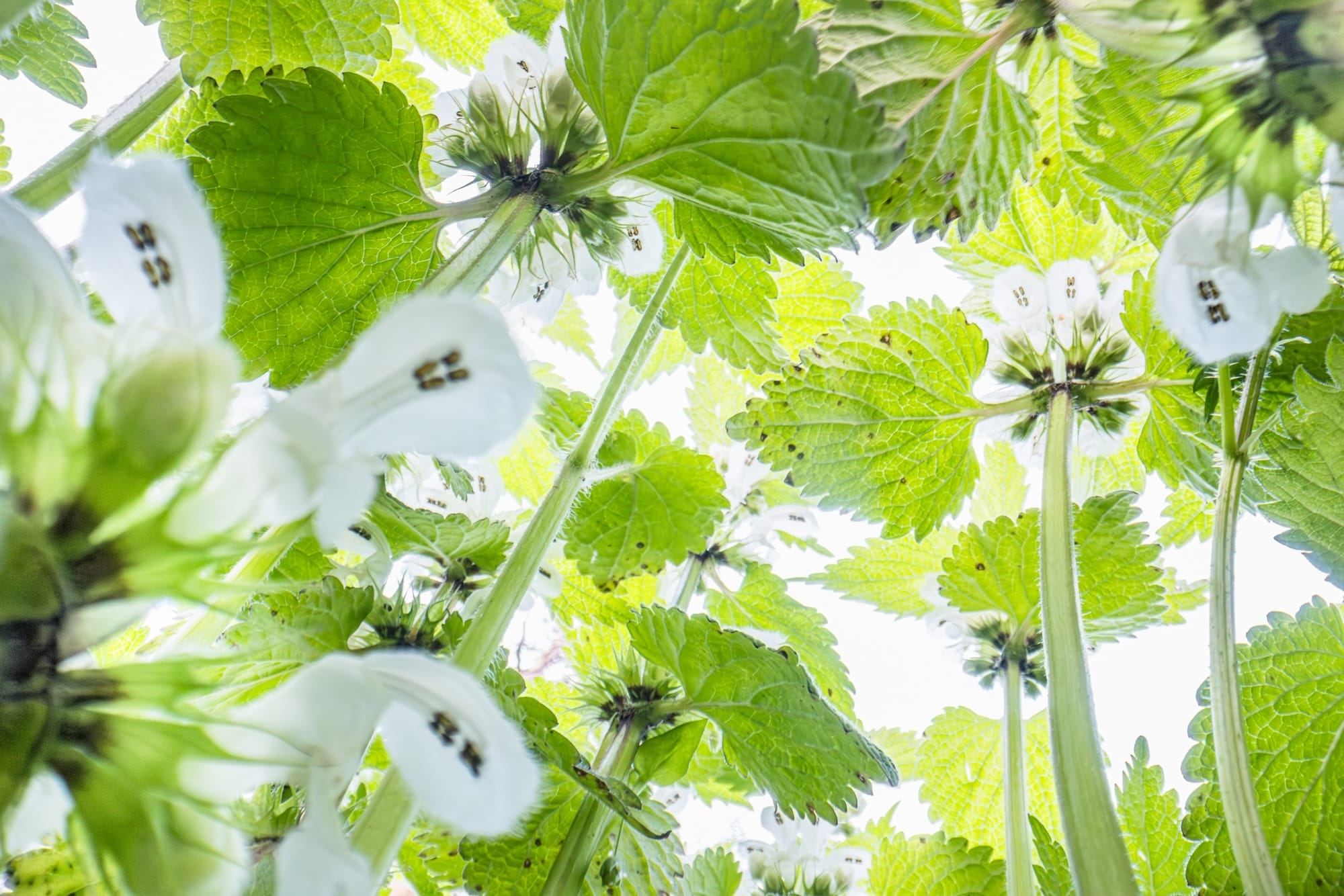 a photograph of flowers taken from a low vantage point so that they seem to climb tall like trees