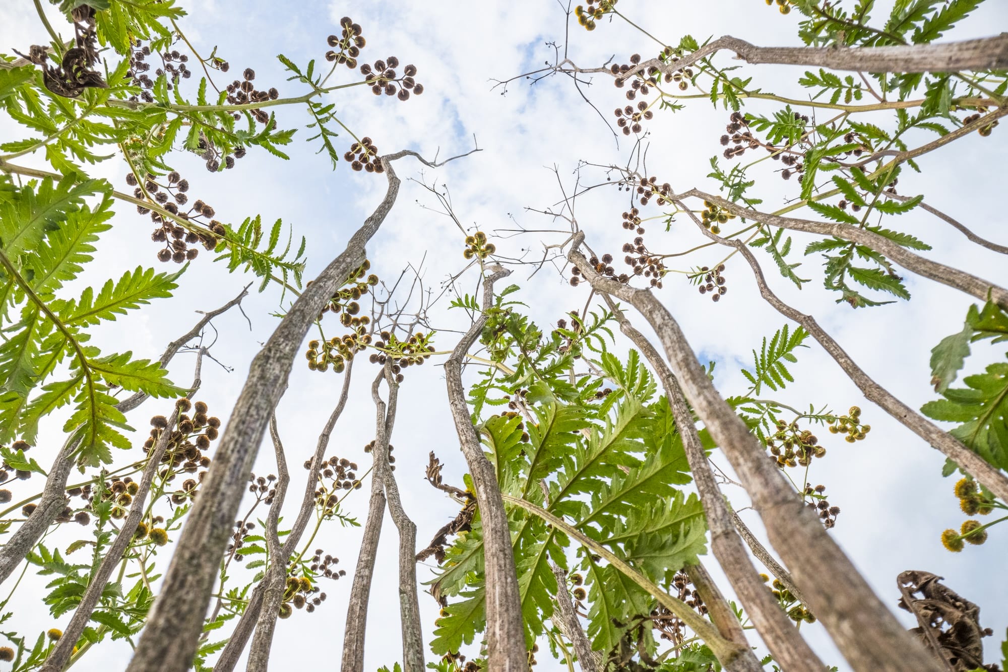a photograph of flowers taken from a low vantage point so that they seem to climb tall like trees