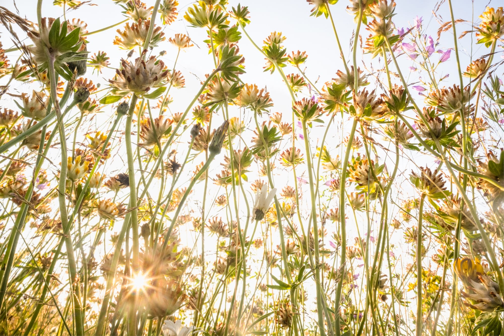 a photograph of flowers taken from a low vantage point so that they seem to climb tall like trees