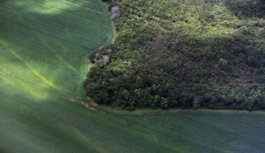 Targeted conservation in Brazil could help protect the Amazon’s flying rivers