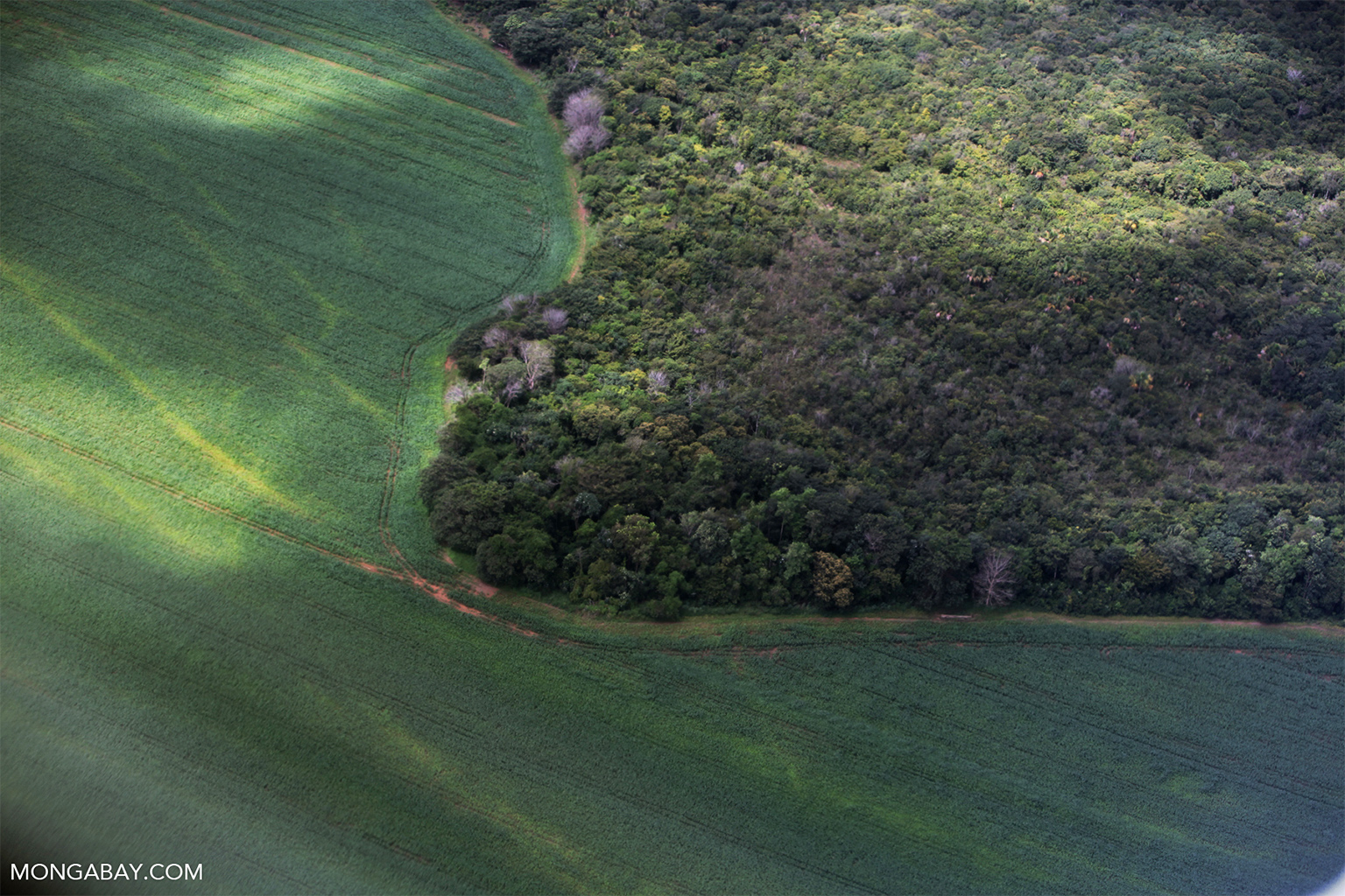 Targeted conservation in Brazil could help protect the Amazon’s flying rivers