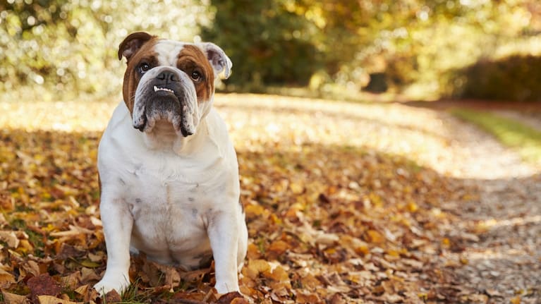 A British bulldog (file image).