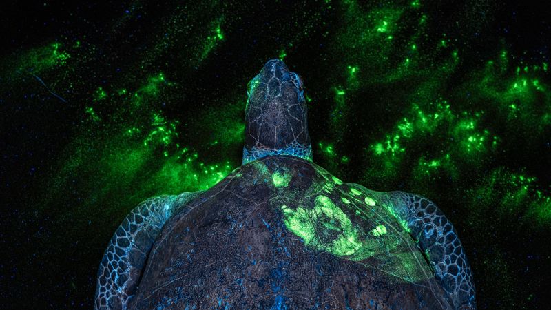 Earth Photo 2026 Awards: Winner shows fight against wildlife crime