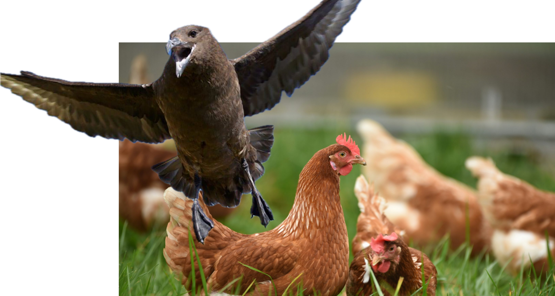 NZ will be forced to put saving livelihoods before saving lives of endangered birds