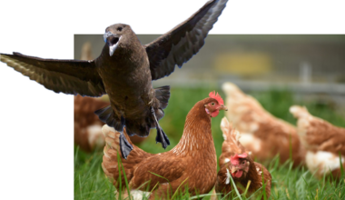 NZ will be forced to put saving livelihoods before saving lives of endangered birds