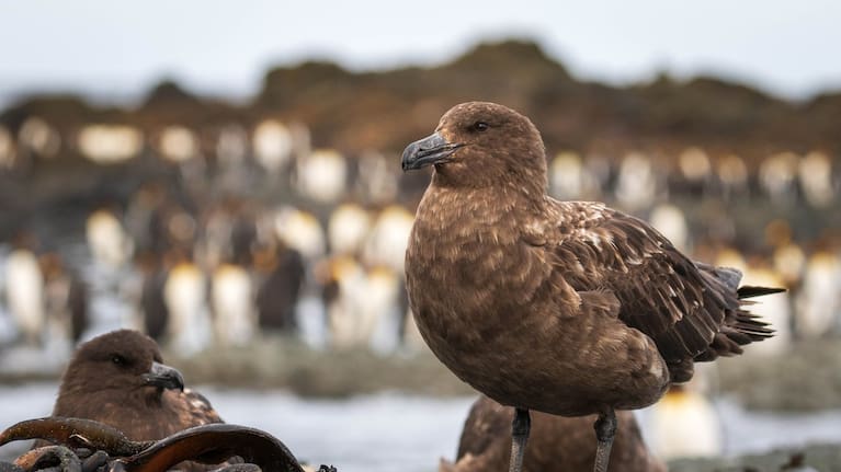 A brown skua standing on the beach at Macquarie Island.