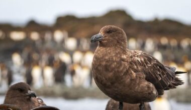 The H5N1 strain of bird flu has been confirmed in NZ. What now?