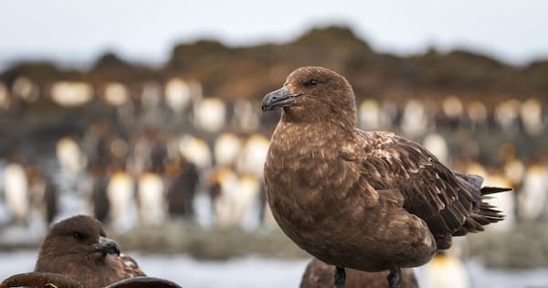 The H5N1 strain of bird flu has been confirmed in NZ. What now?