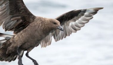 Why brown skua? What to know about NZ's first case of H5N1 bird flu