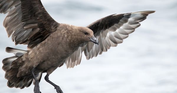 Why brown skua? What to know about NZ's first case of H5N1 bird flu