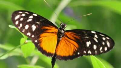 Longevity beyond Bryan Johnson: New study uncovers surprising longevity secrets from butterflies