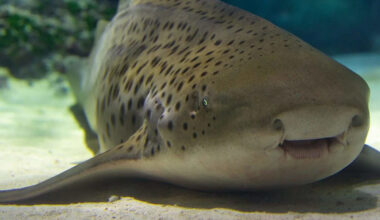 Sharks Have Individual Personalities, and One Naps on His Favorite Toy