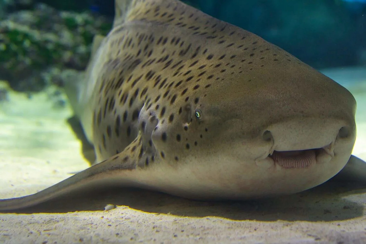 Sharks Have Individual Personalities, and One Naps on His Favorite Toy