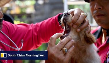 As Bali battles rabies surge, does dog meat raise the risk?