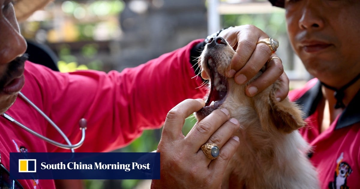 As Bali battles rabies surge, does dog meat raise the risk?