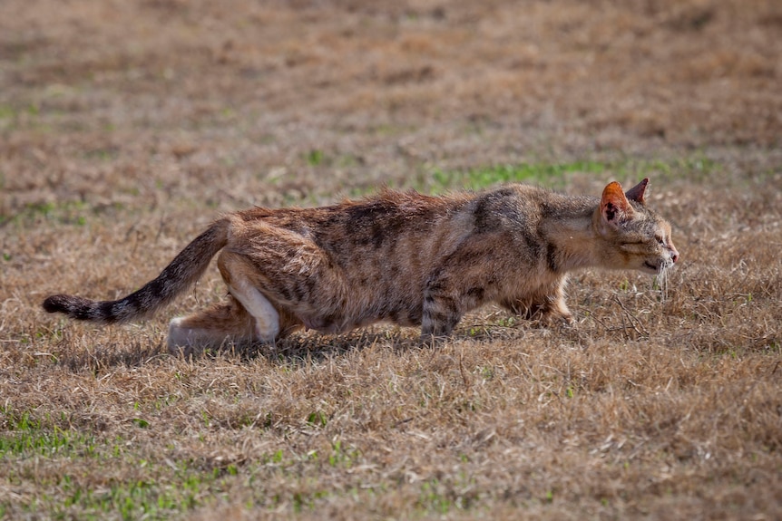 A feral cat in dry grass stalking its prey.