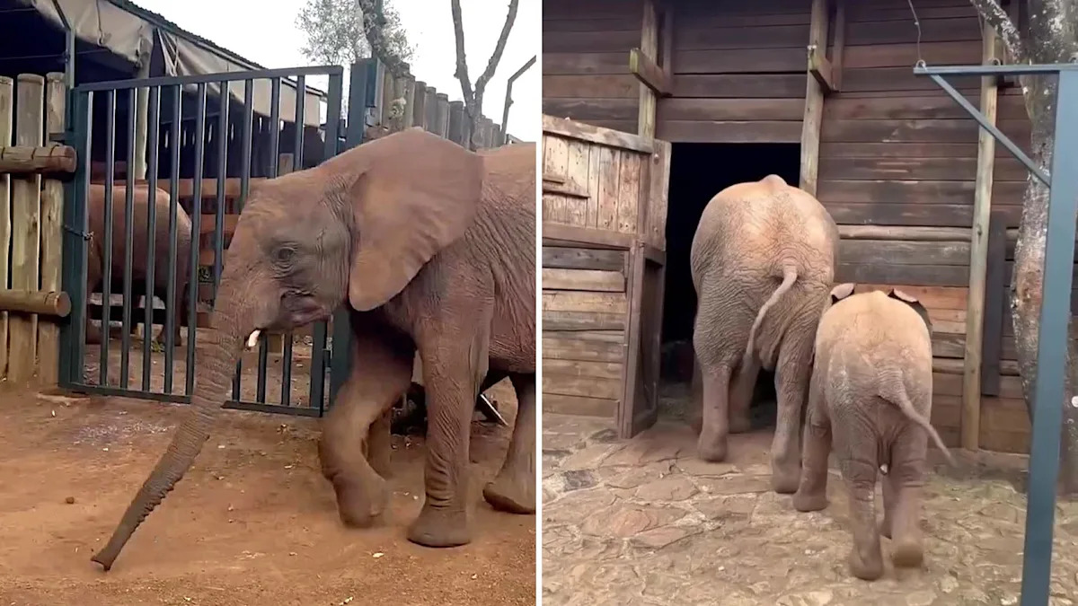 Heartwarming video shows rescued elephant making sure new calf gets safely to bed
