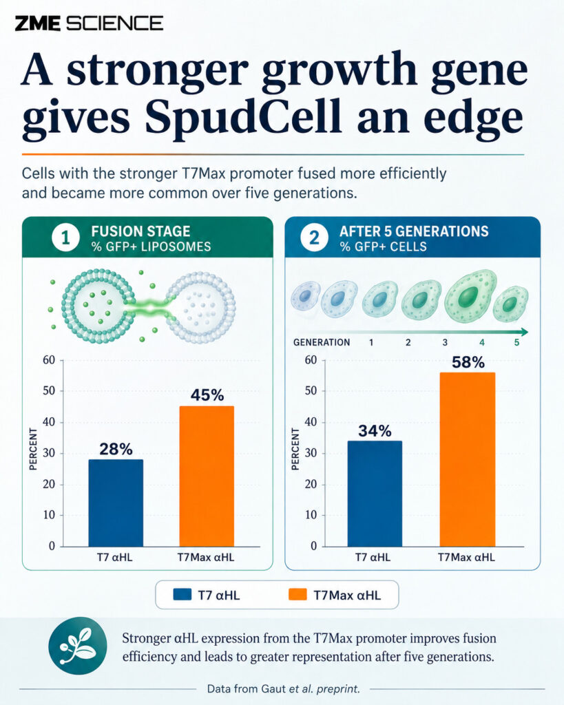 Infographic showing how the artifcial cell underwent division and how a specific gene T7Max promoted division.