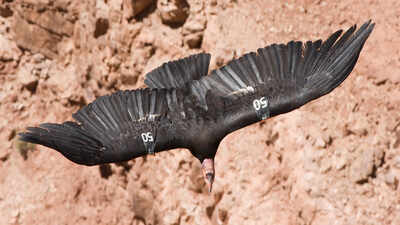 In 1987, the United States decided to capture every remaining wild California condor after lead poisoning, habitat loss, and poaching left just 27 birds alive; today, hundreds once again soar across western skies
