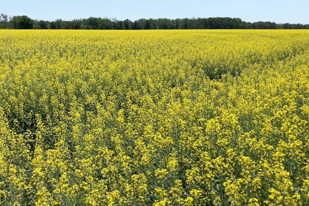 AAFC revises 2026-27 estimates on StatCan planted area report