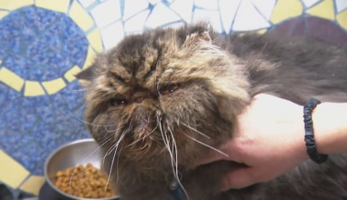 Elderly cat survives four-hour cycle in tumble dryer