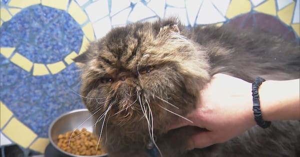 Elderly cat survives four-hour cycle in tumble dryer
