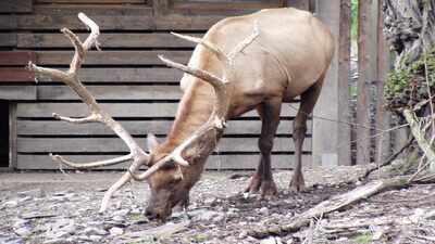 Elk, not bears, were behind most aggressive wildlife encounters in Canadian parks, and campground incidents made the risk jump sharply for visitors