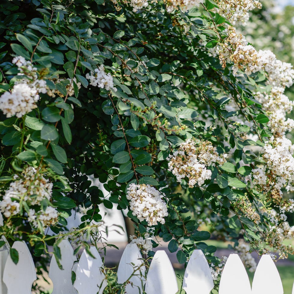 close up of 'natchez' crape myrtle blooms hanging over white picket fence