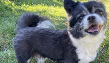 Charlie the chihuahua was seconds from safety when fatally mauled
