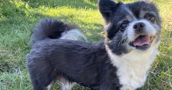 Charlie the chihuahua was seconds from safety when fatally mauled