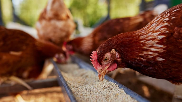 Chicken eating grain (file image). 